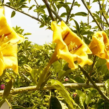 Casa Dos Mangues Lantställe