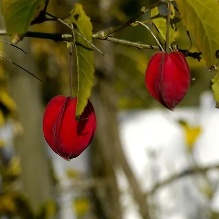 Casa Dos Mangues Lantställe São Martinho do Porto